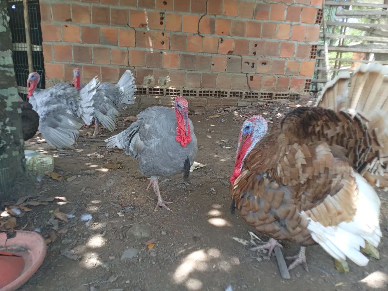 Ovos férteis de Peru
