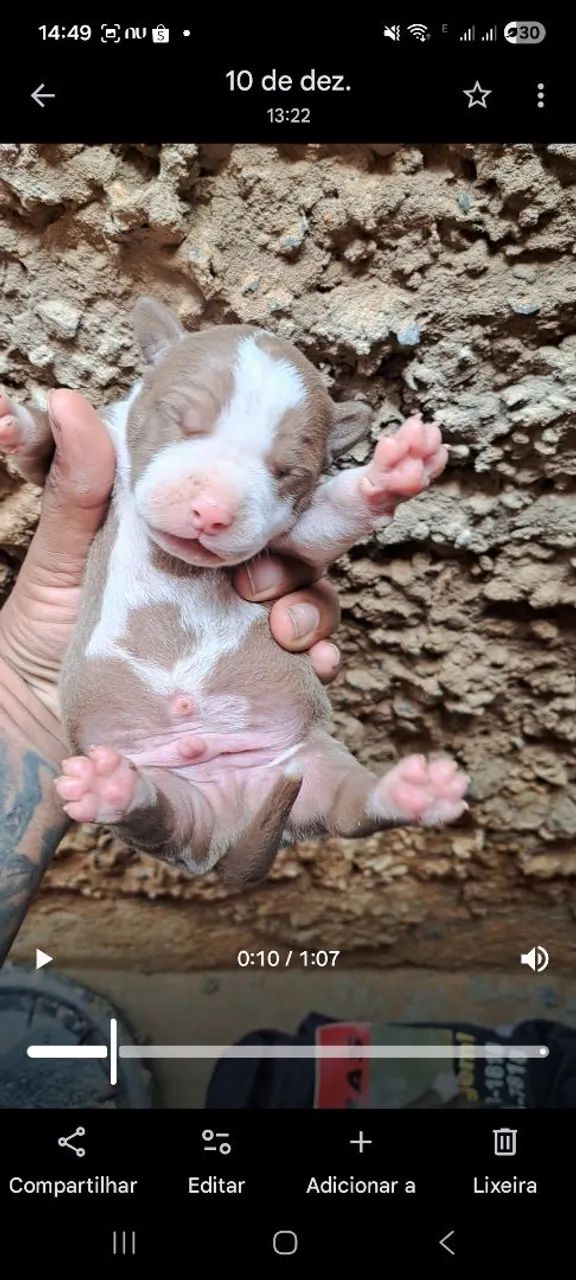 Filhote Pitbull  - Foto 4