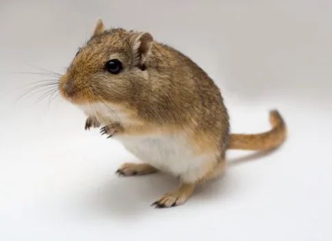 Gerbil - Esquilo da Mongólia - Foto 4