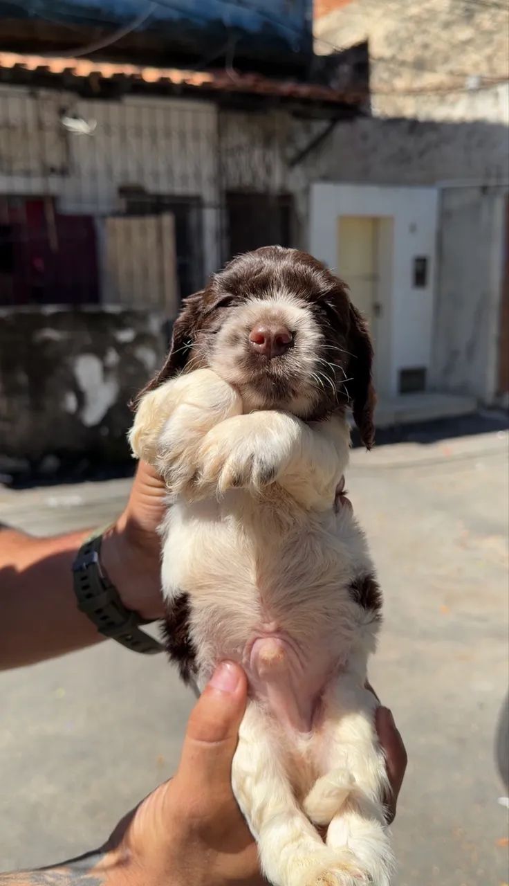 cocker spaniel - Foto 3