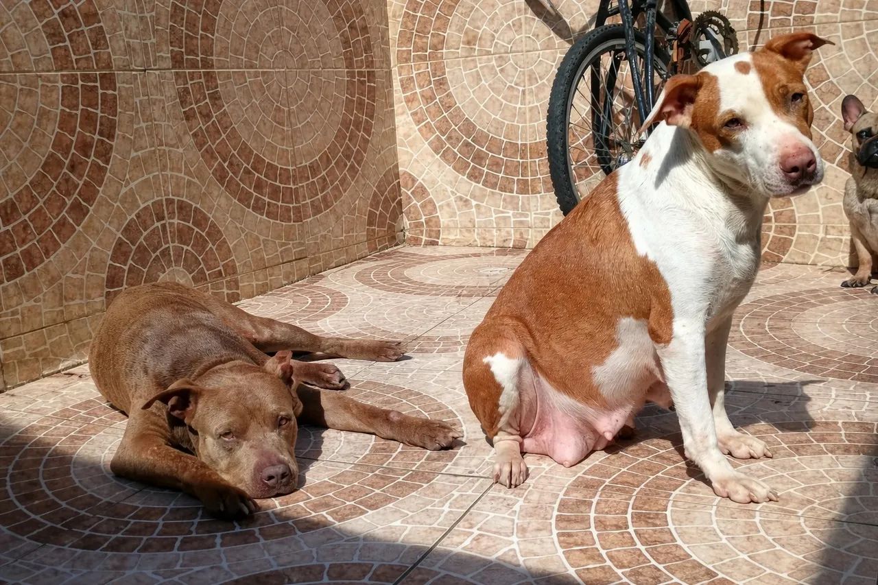 Cachorro Filhote Pitbull Macho Blue Cinza - Foto 5