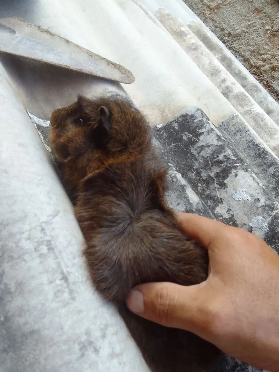 Porquinho da Índia  - Foto 2