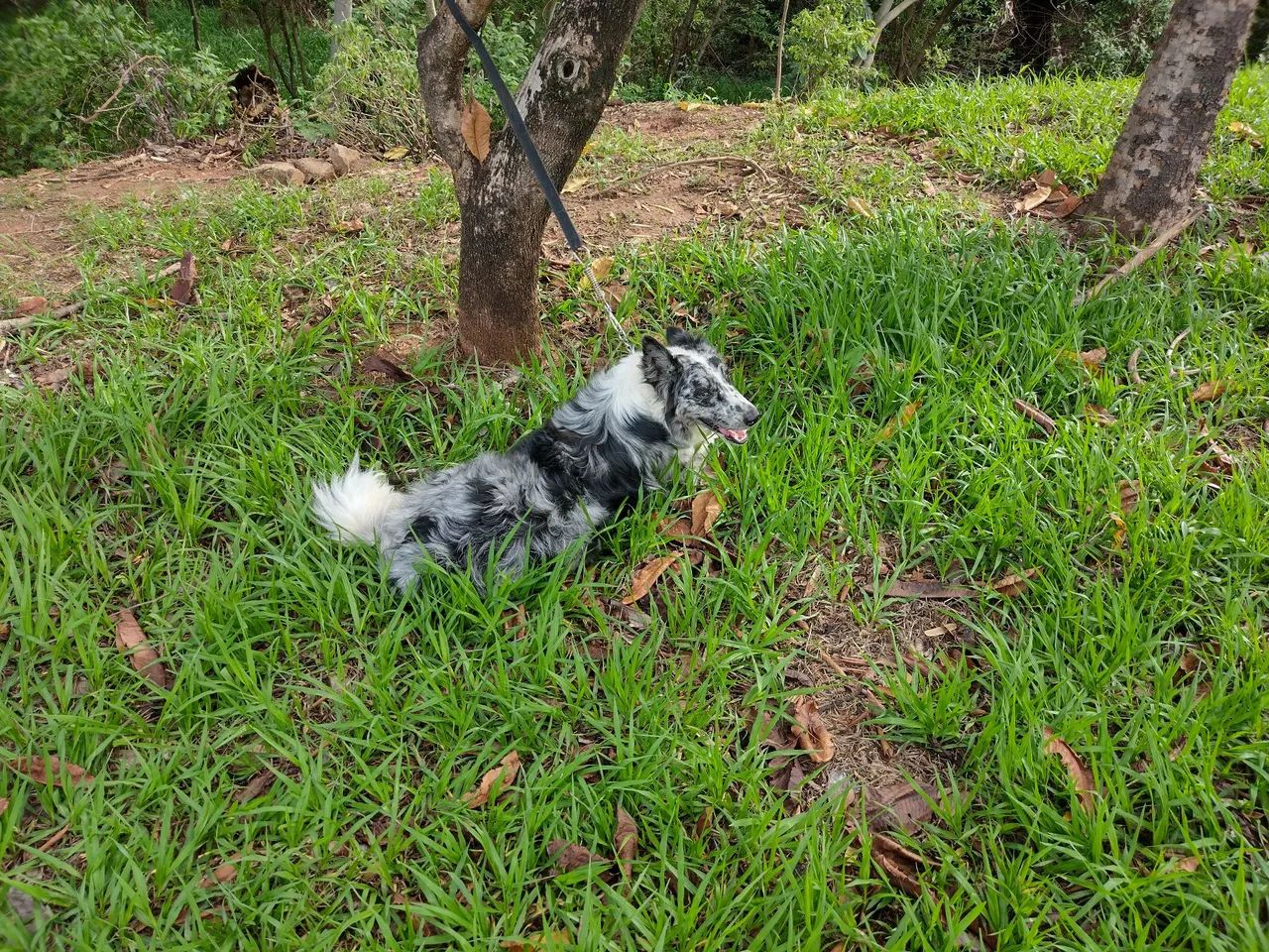 Doação .  - Foto 3