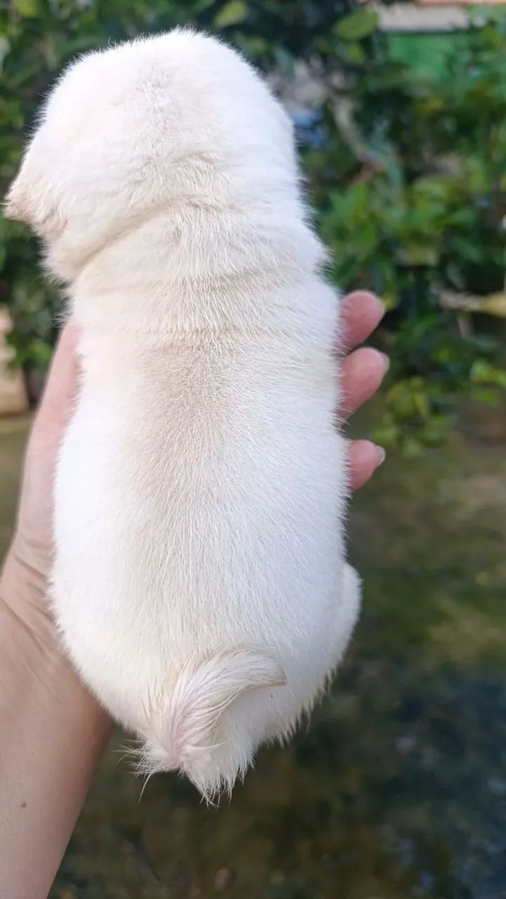 Pug - Foto 2