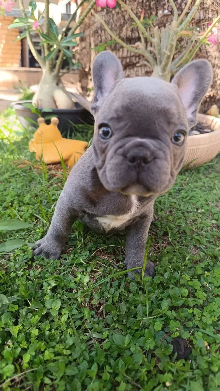 Buldogue francês blue  - Foto 4