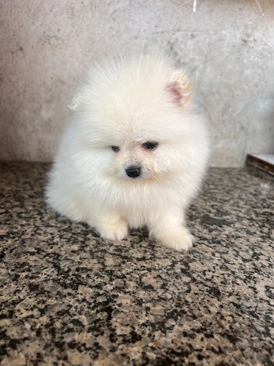Spitiz alemão - Foto 2