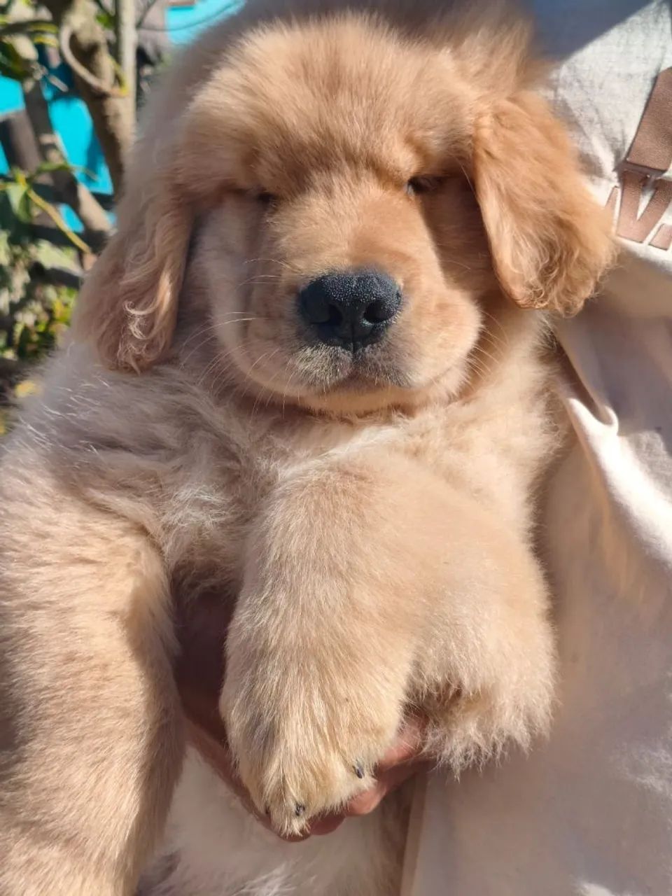 Filhotes Golden Retriever com Pedigree 