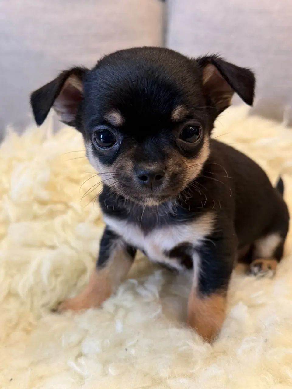 Cachorro  - Foto 4