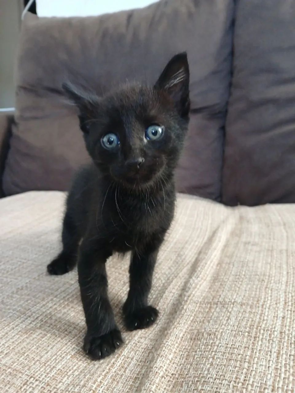 gatinho para doação  - Foto 4