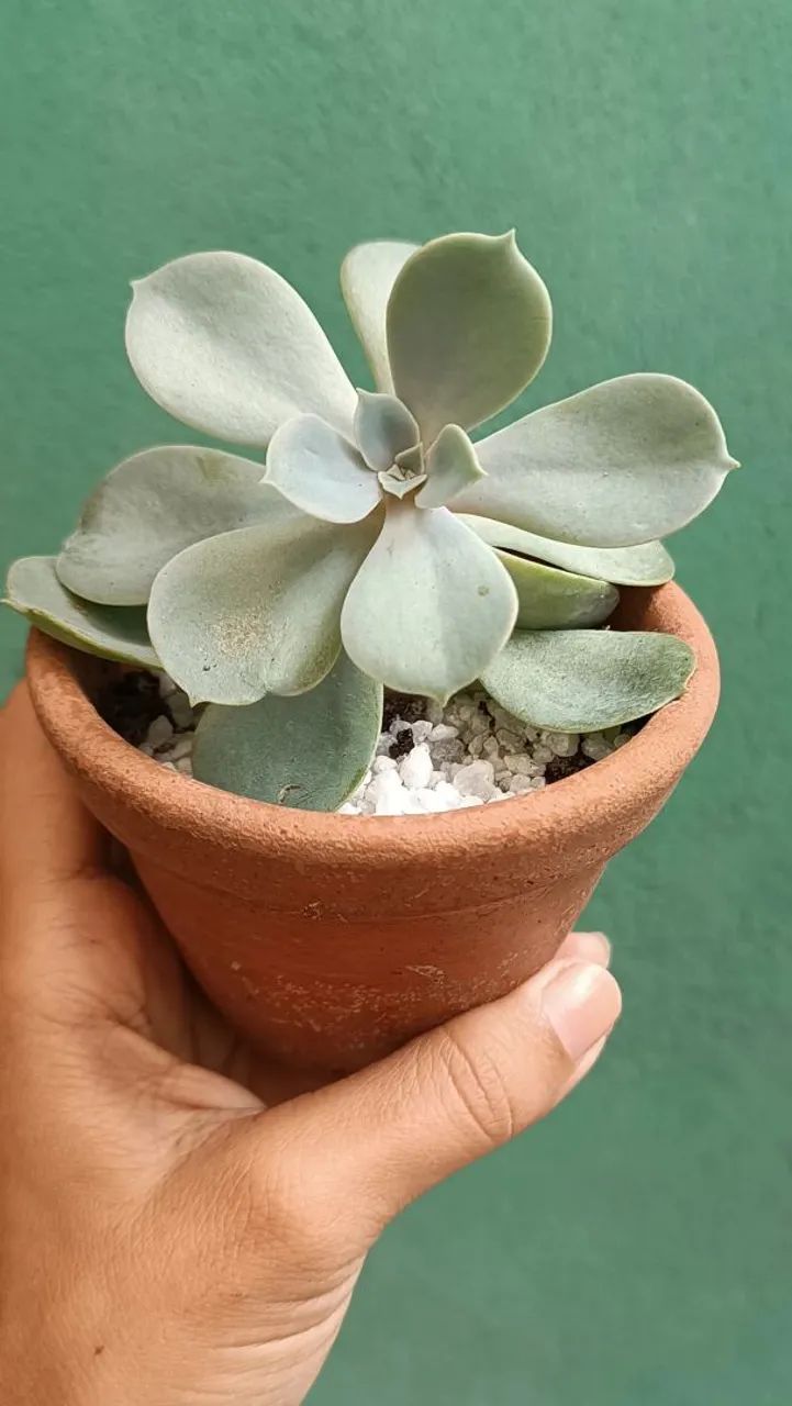 Plantas - Foto 4