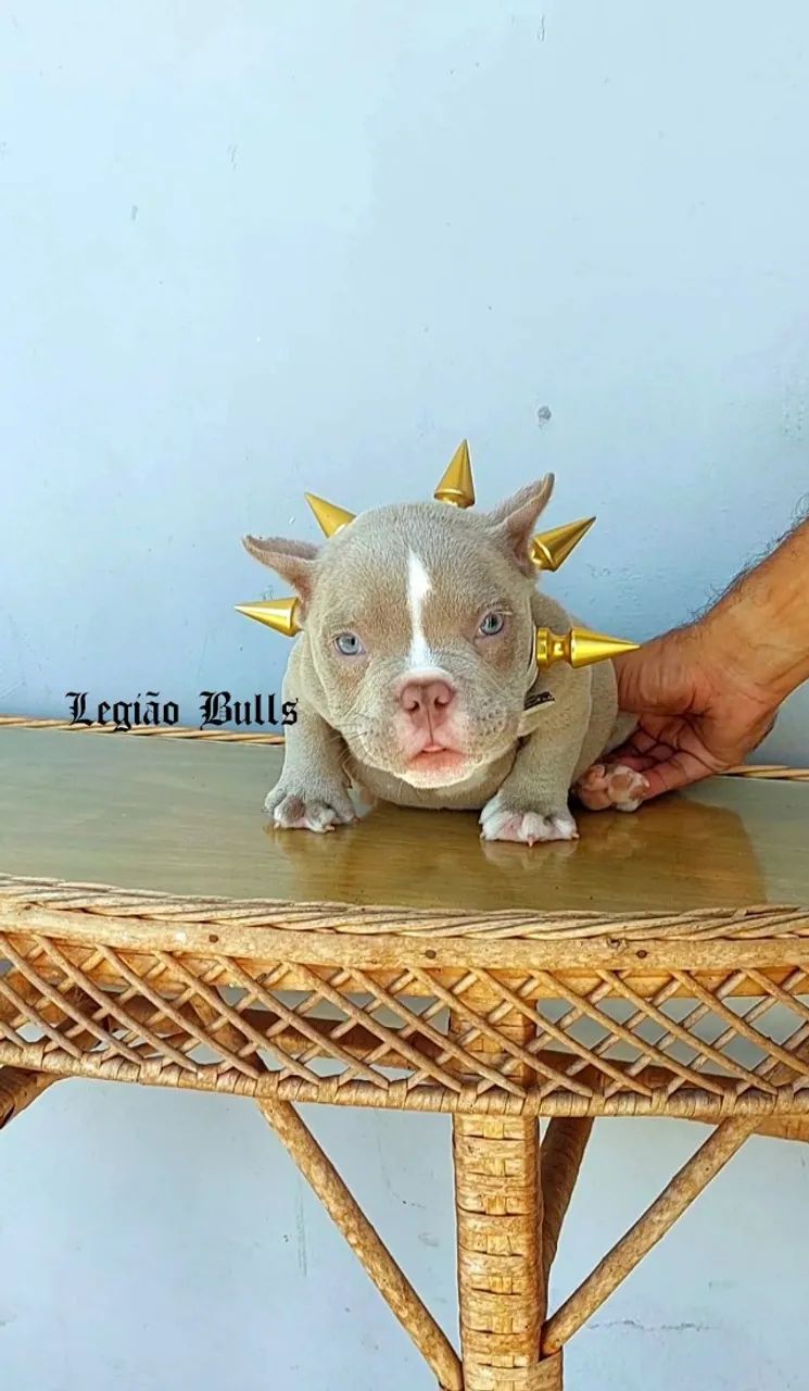 Exotic Bully Nano 