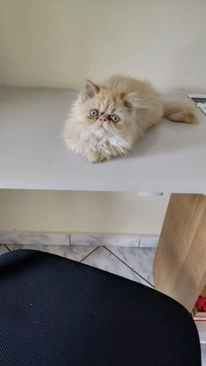 Gata persa show 