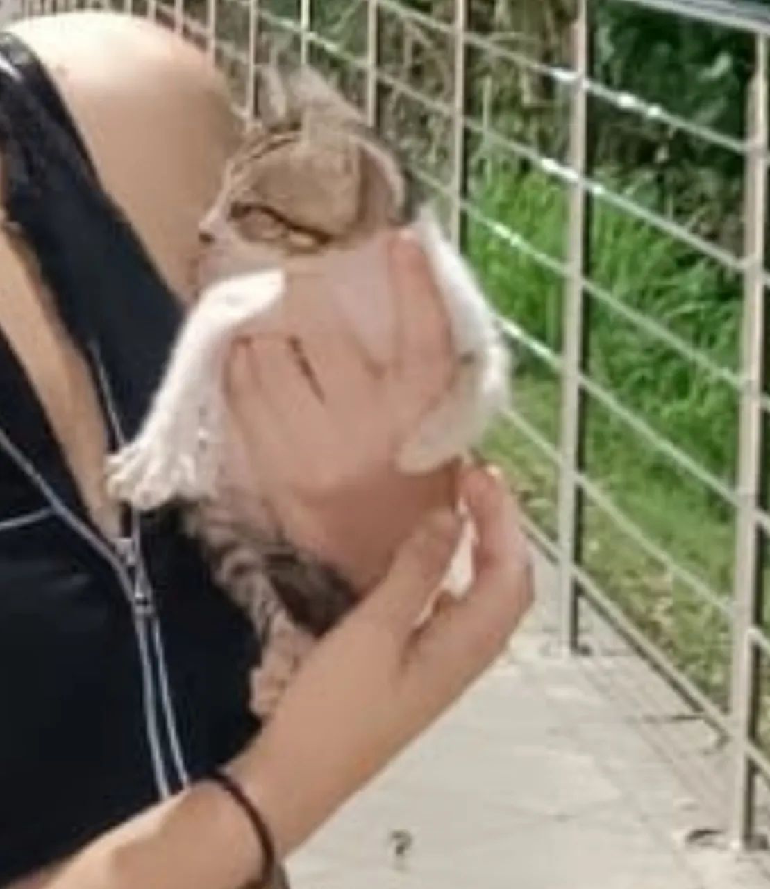 Filhote de Gato - Foto 3