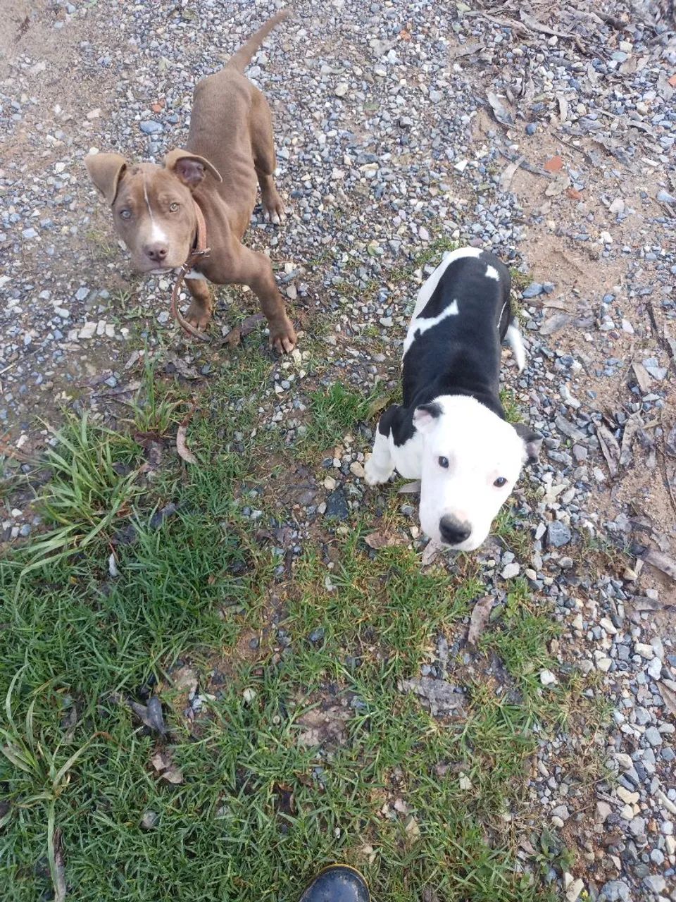 Casal Pitbull  - Foto 2