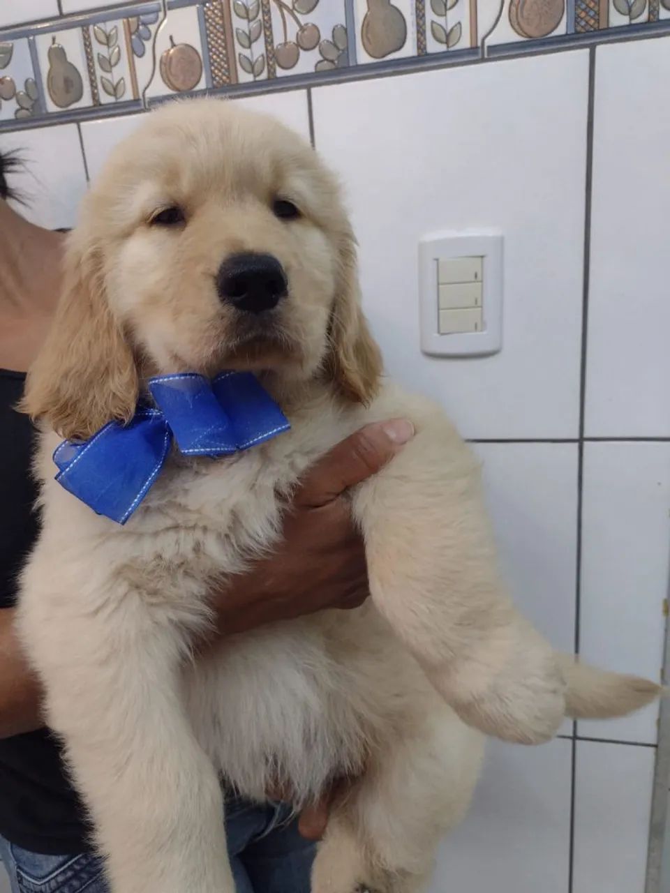 Golden Retrivier 