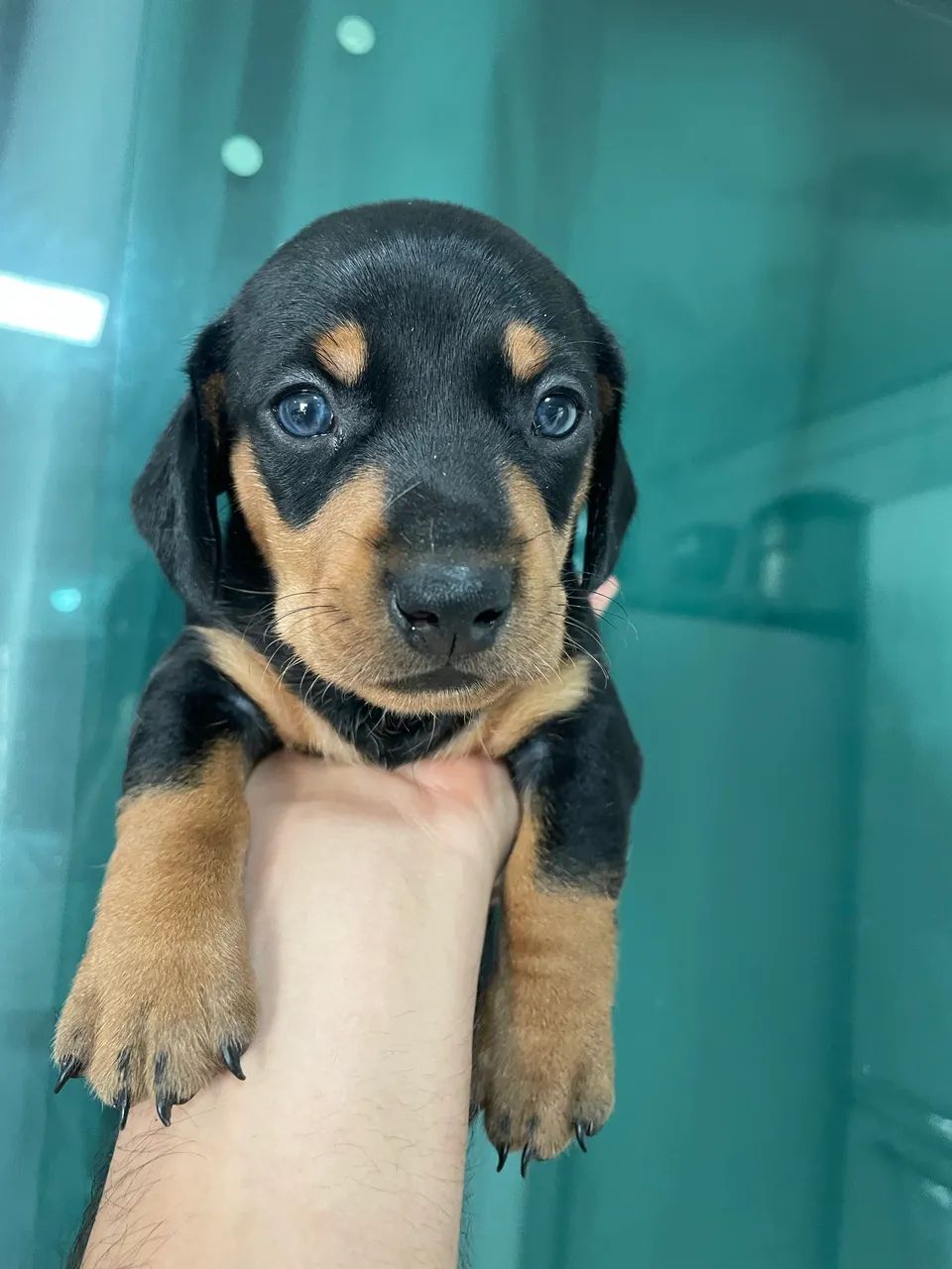 Dachshund  - Foto 3
