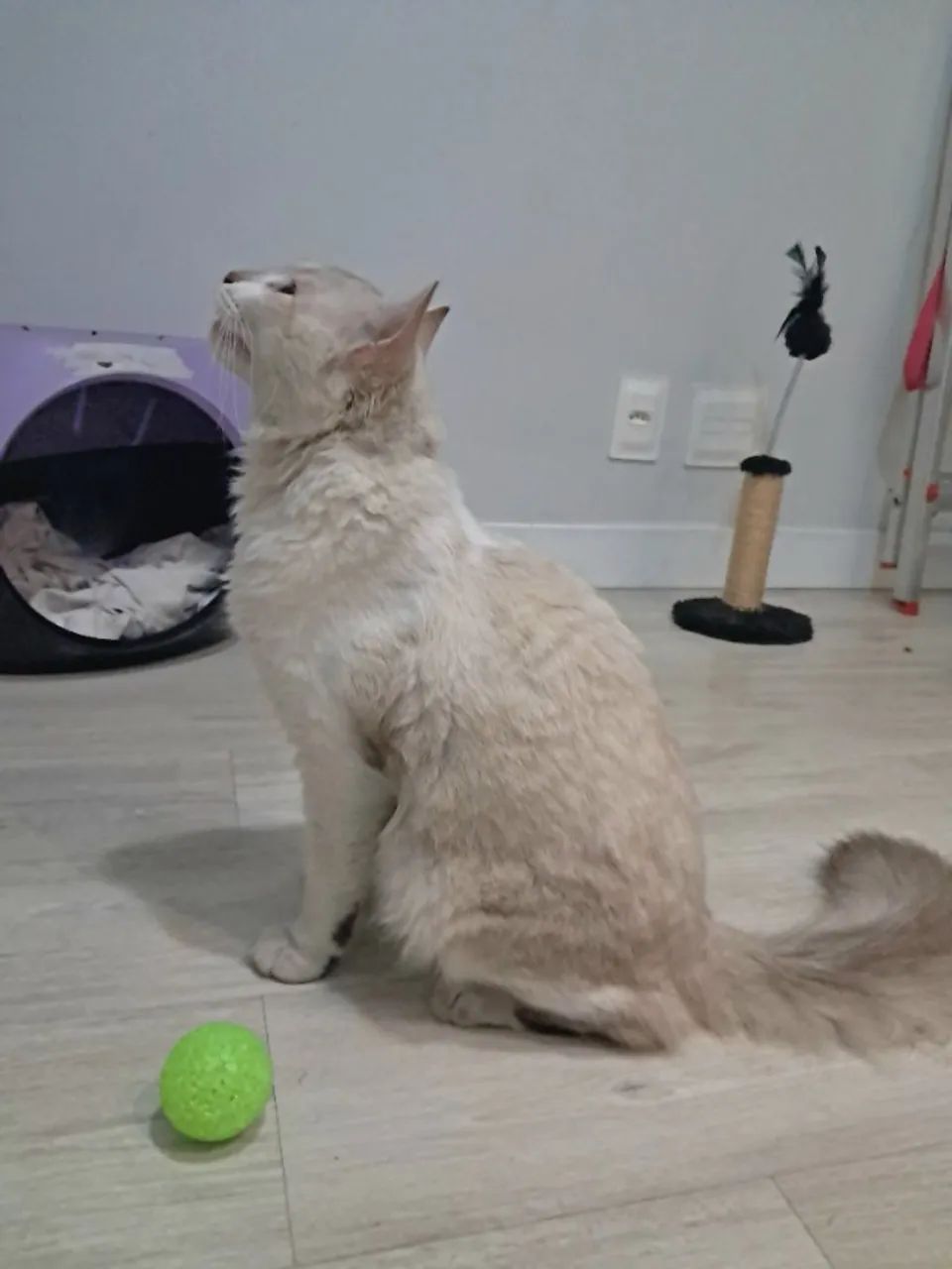 Gatinho para adoção  - Foto 4