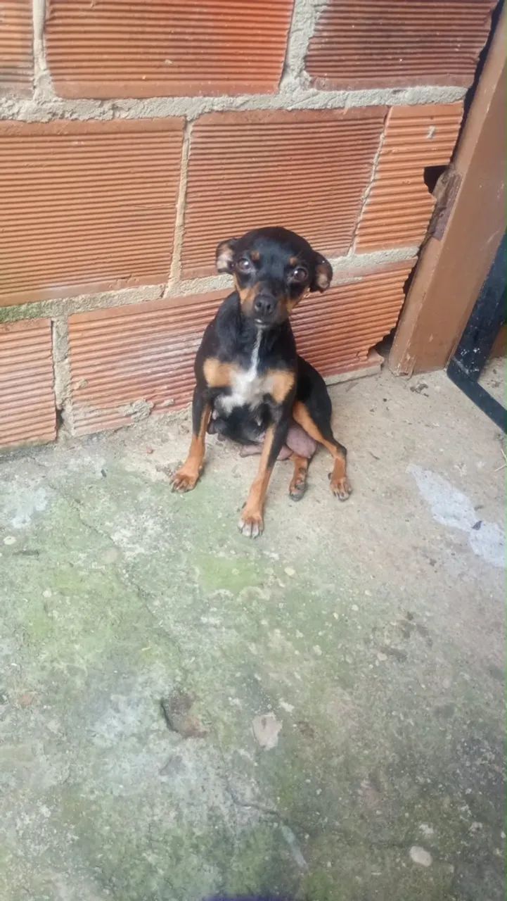 Filhote Pinscher - Foto 3