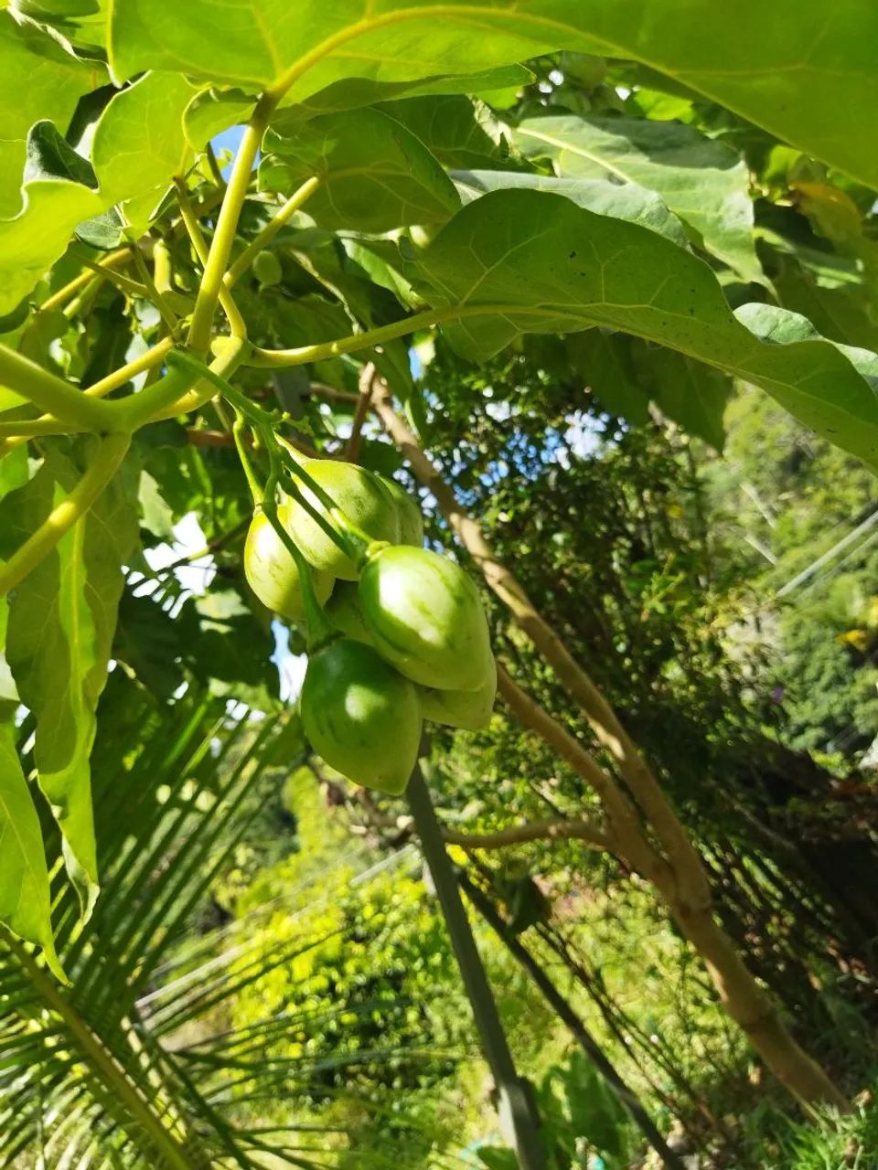 Muda tomate de árvore  - Foto 4