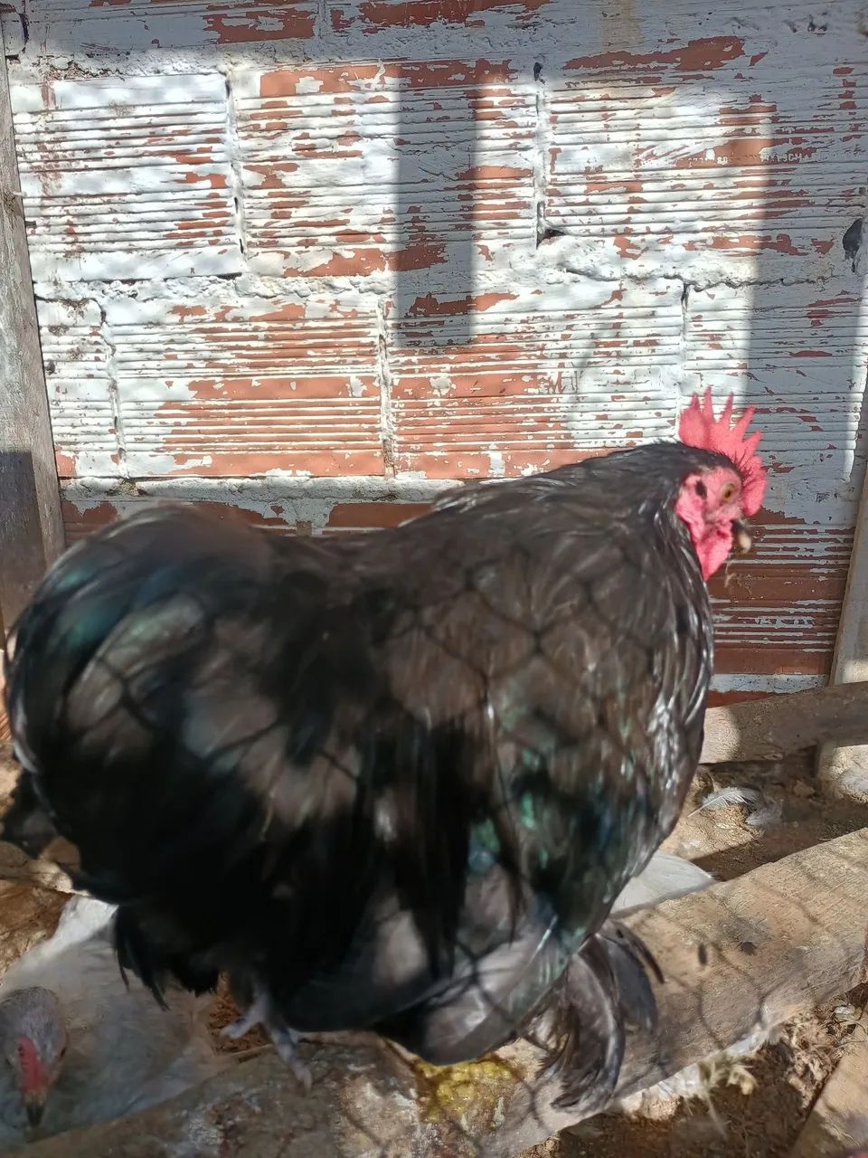 Frango Mine cochin