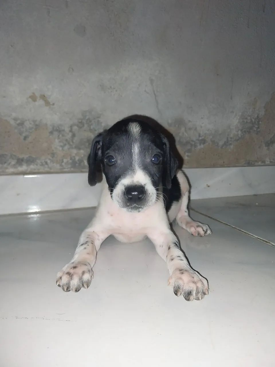 Cachorrinhos para adoção - Foto 2
