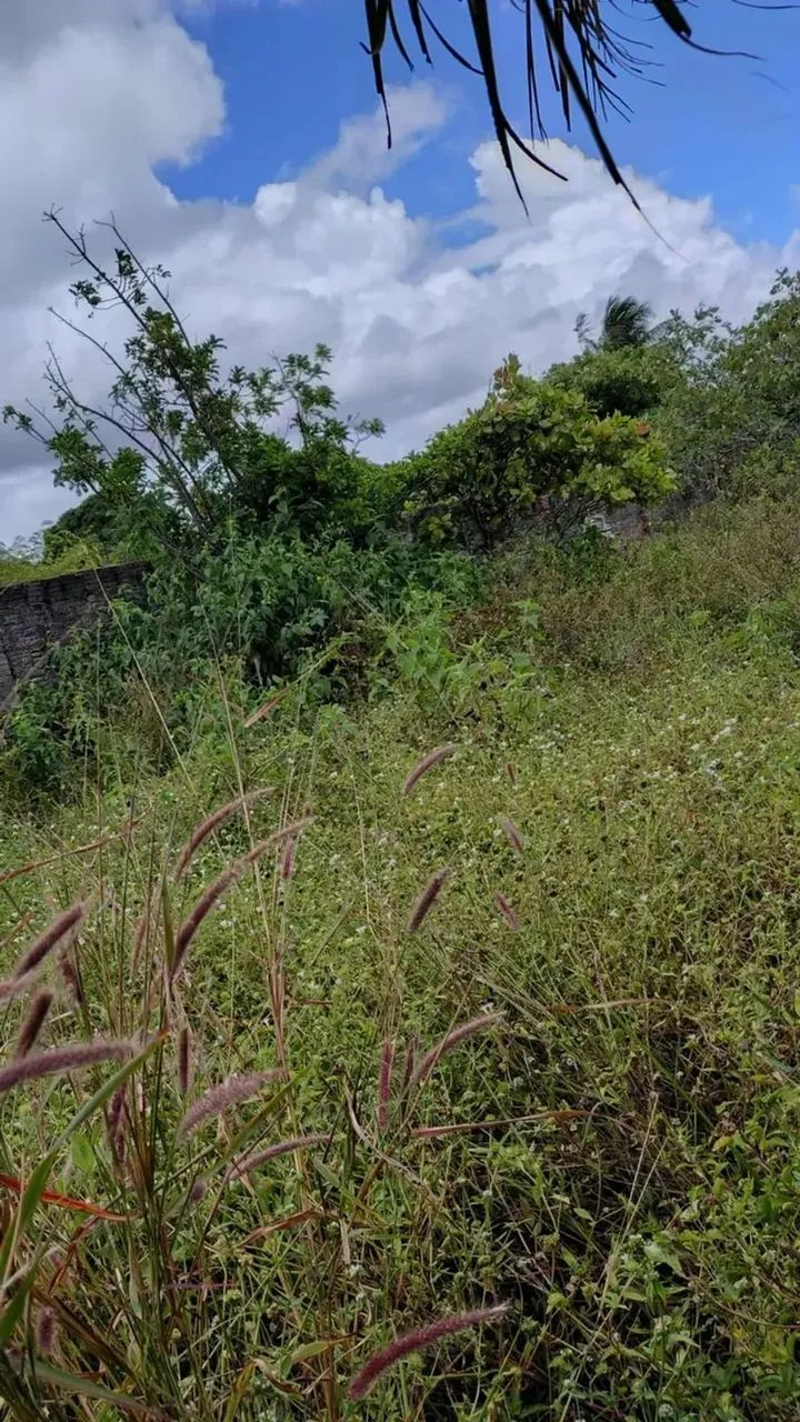 vendo terreno Pq das Árvores  escriturado - Foto 7
