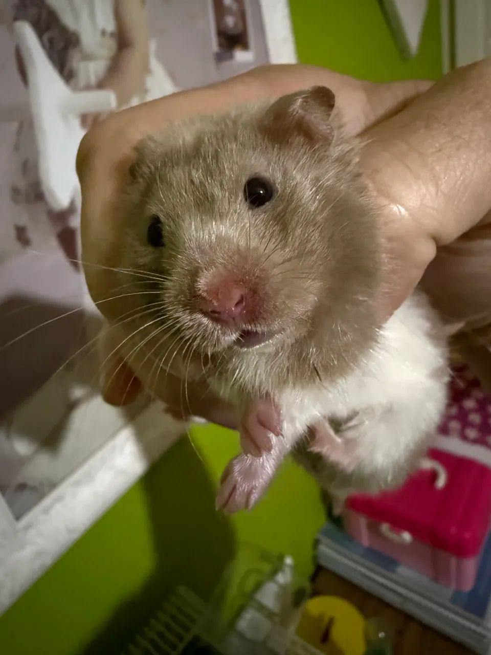 Fêmea de hamster sírio  - Foto 3