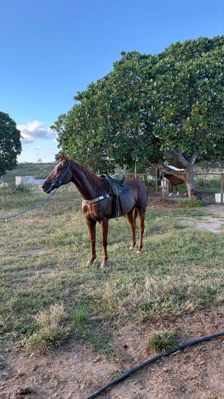 Égua quarto de milha com documento  - Foto 4