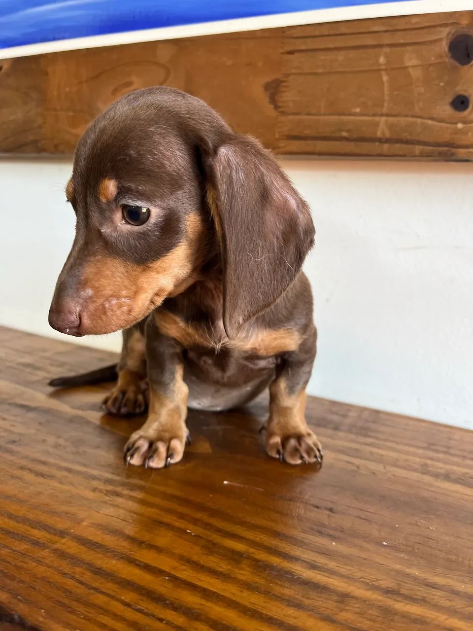 Dachshund miniatura macho - Foto 3