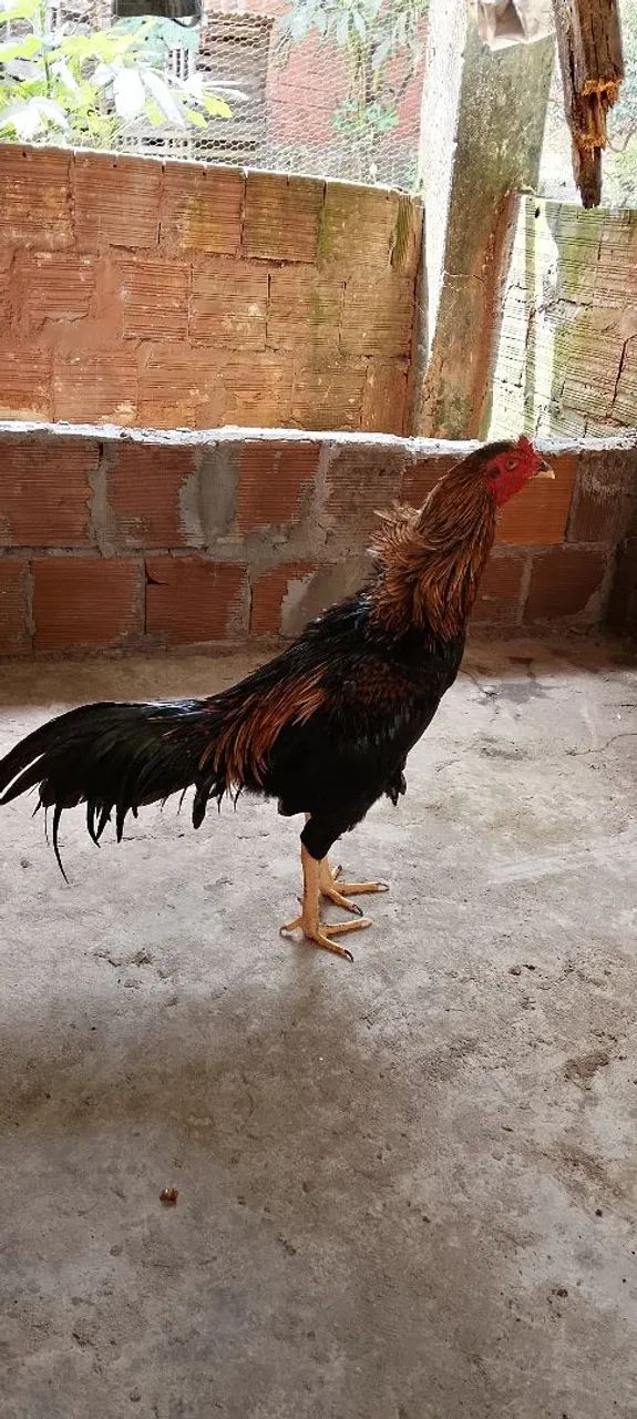 Frango 5