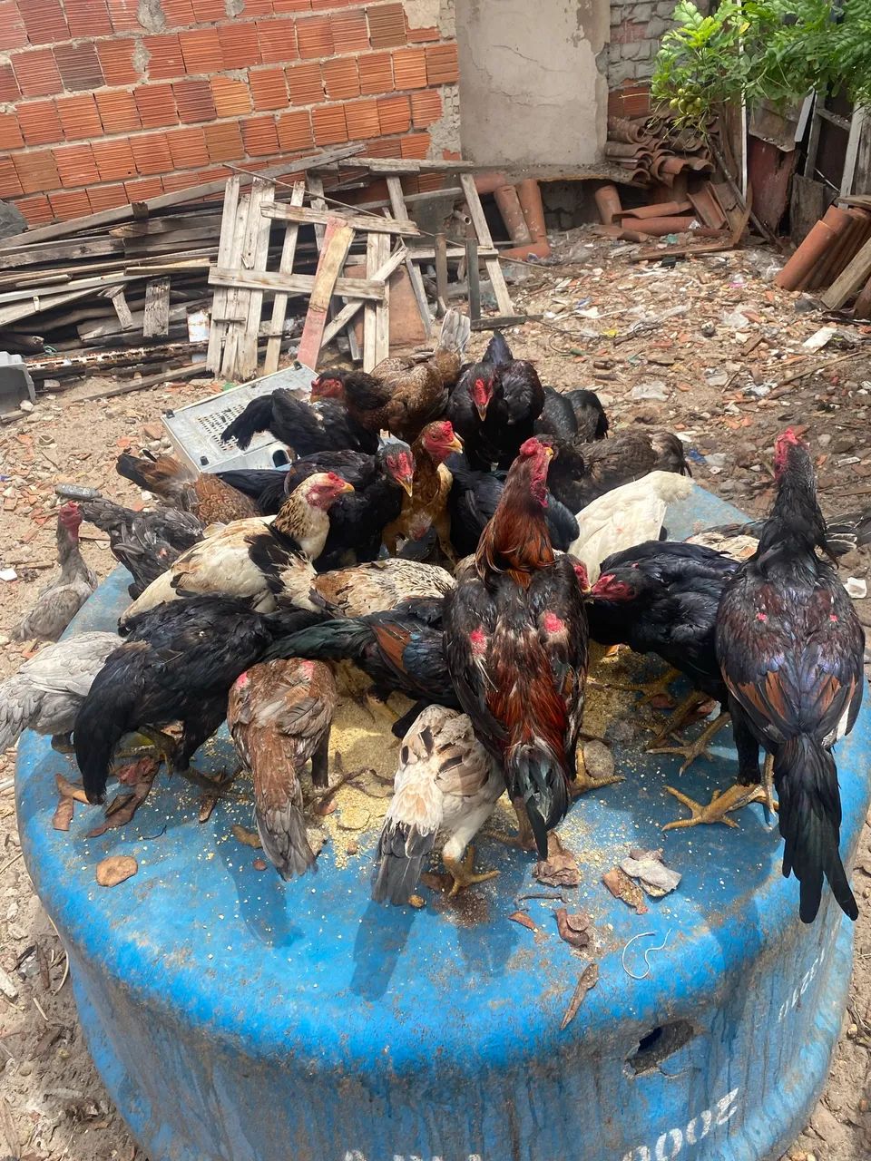 Animais - Foto 3