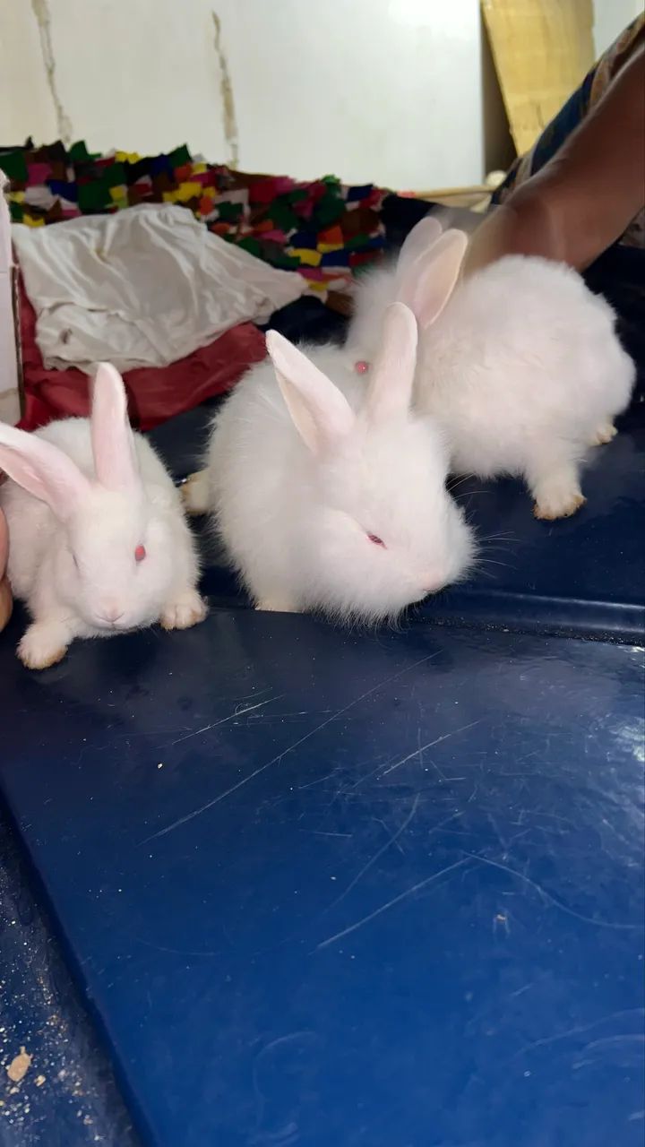 Coelhos filhotes - Foto 2