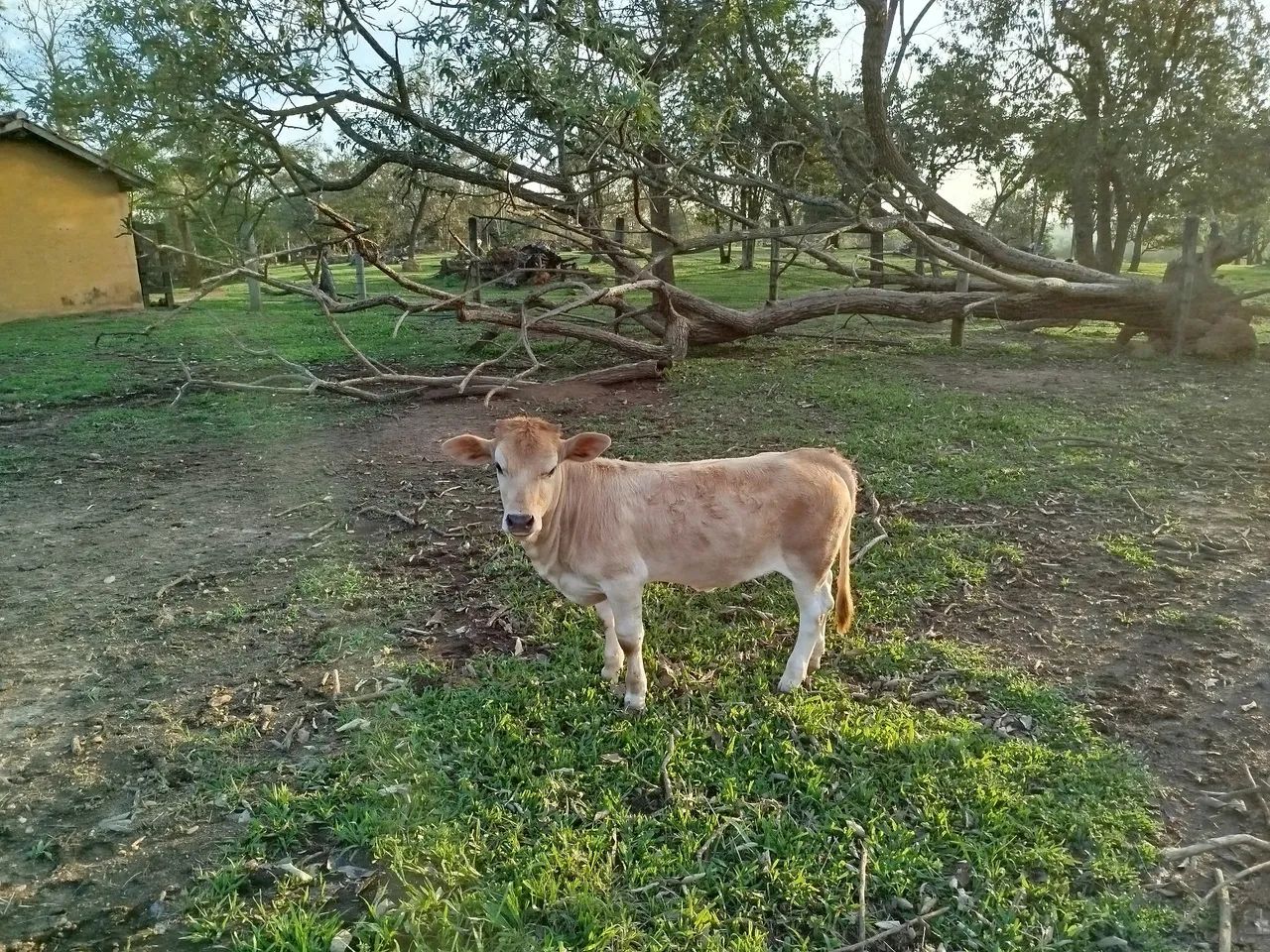 Mini vaca - Foto 4