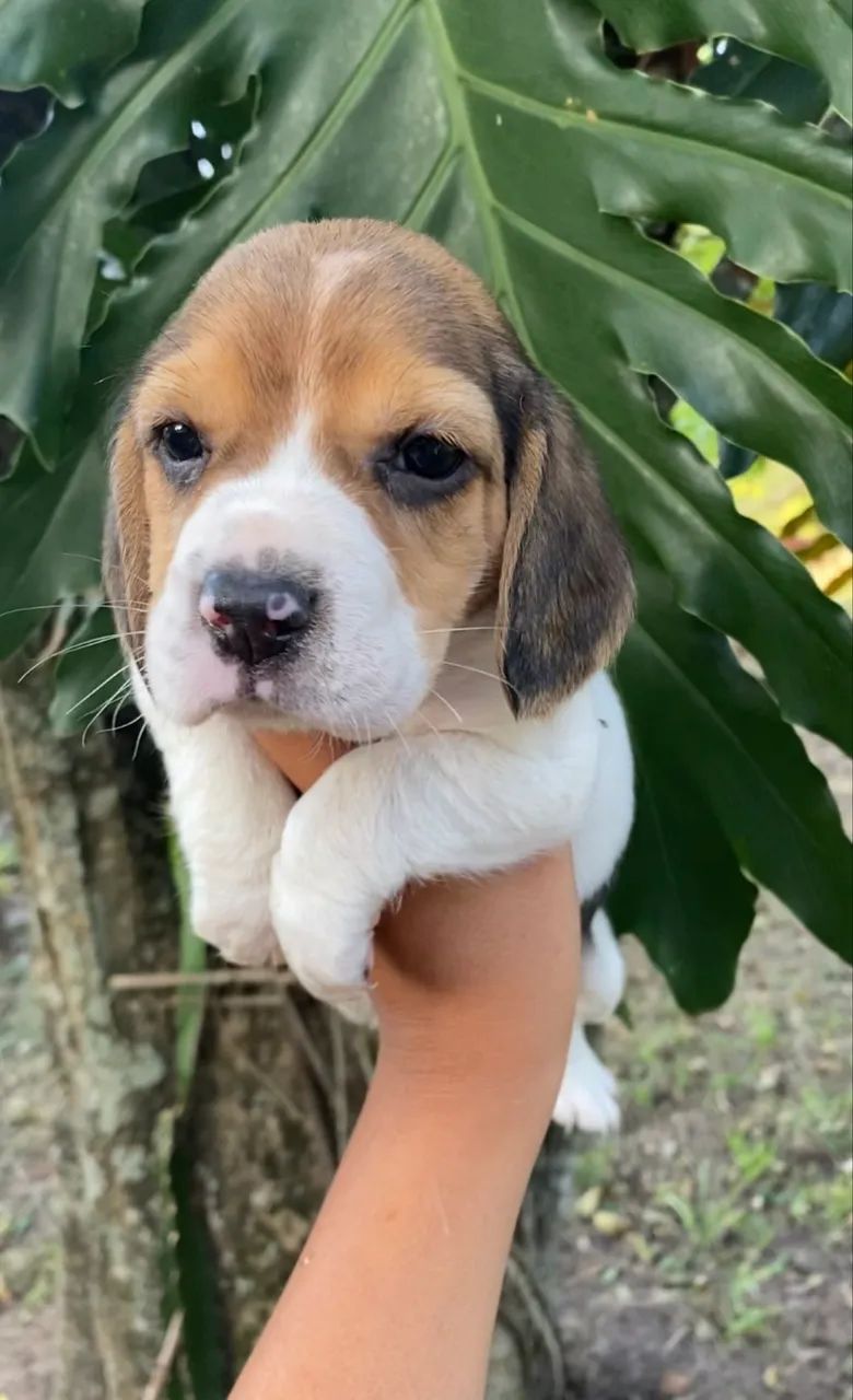 Beagles tricolor bicolor 