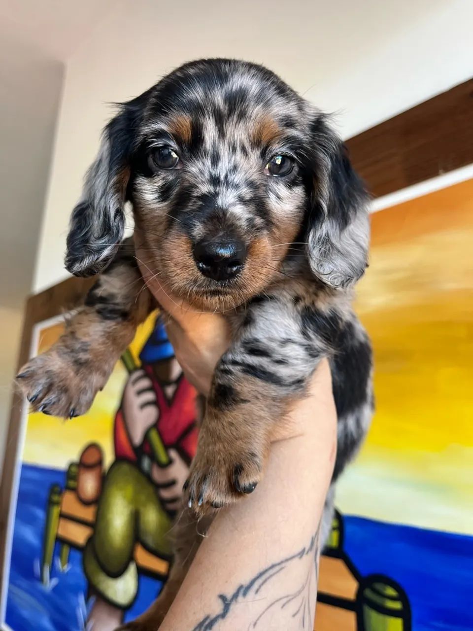 Dachshund pelo longo - Foto 2
