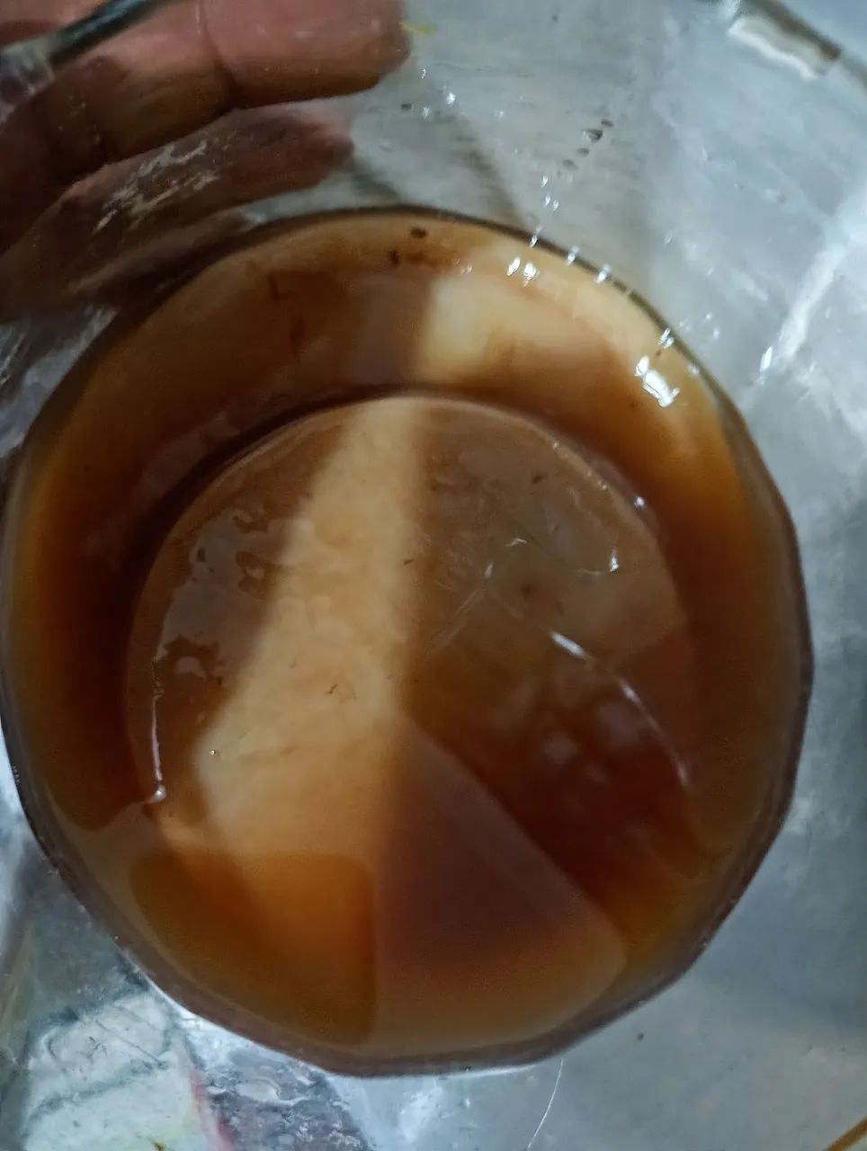 Scoby de kombucha - Foto 3