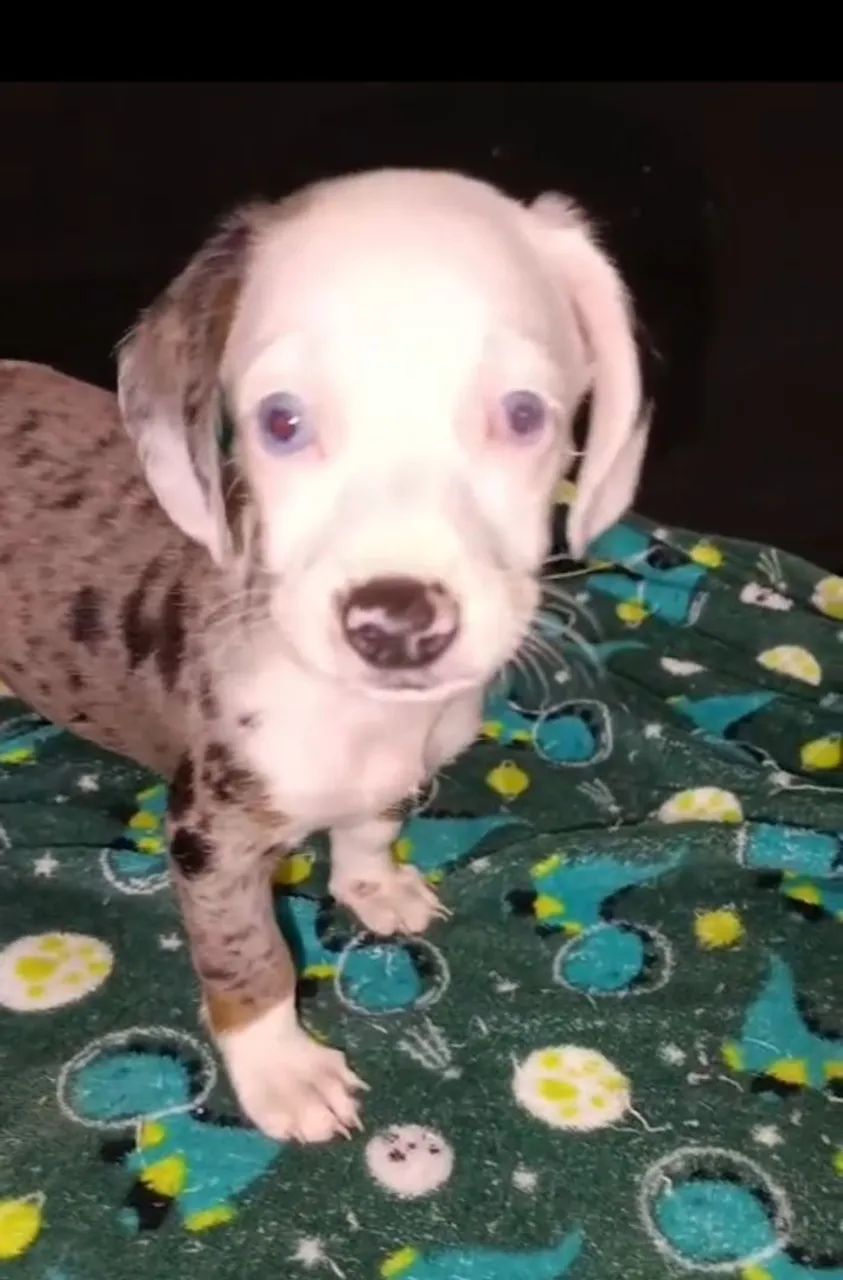 Vendo filhotes de cachorro  - Foto 5