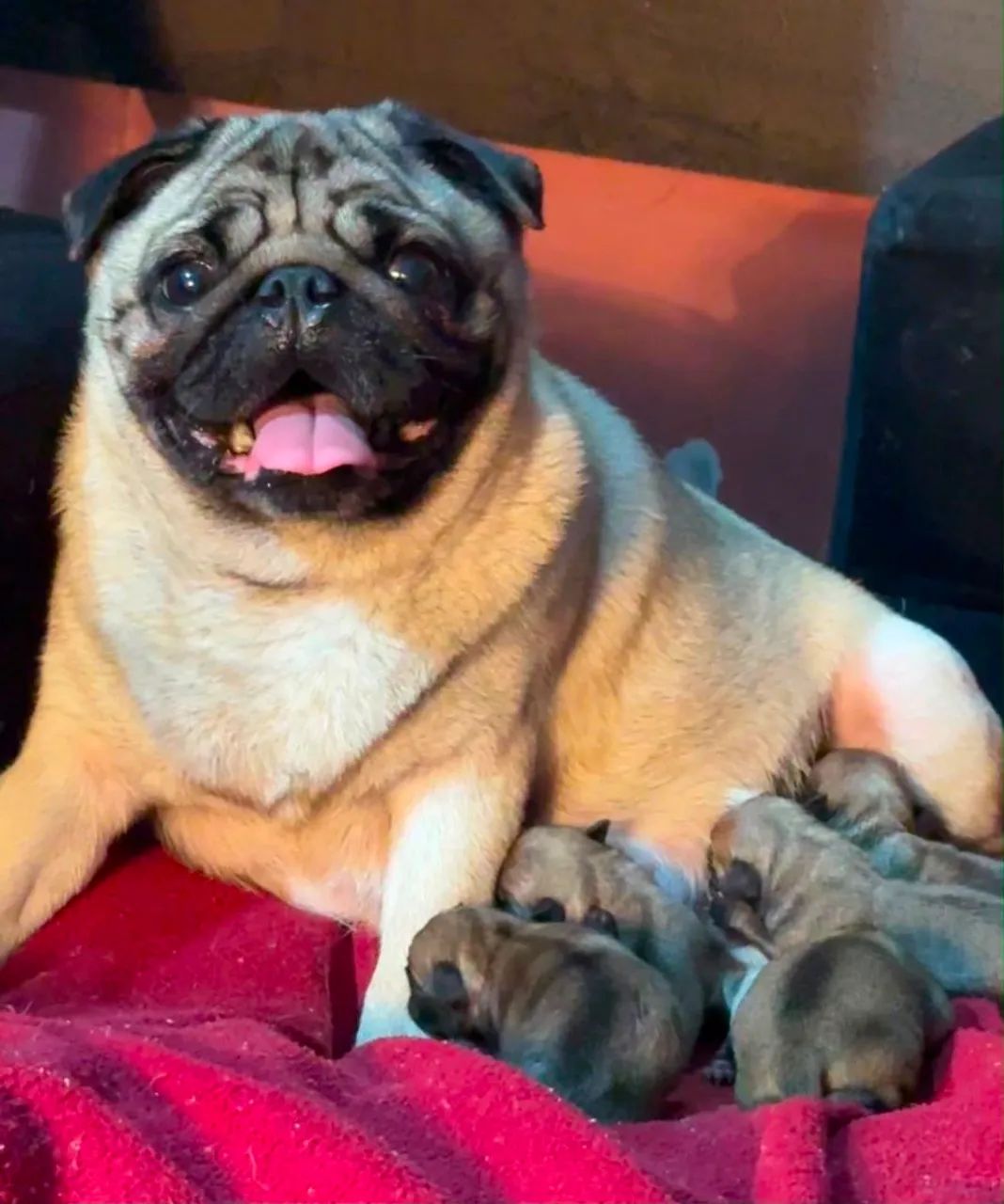 Filhotes de Pug 