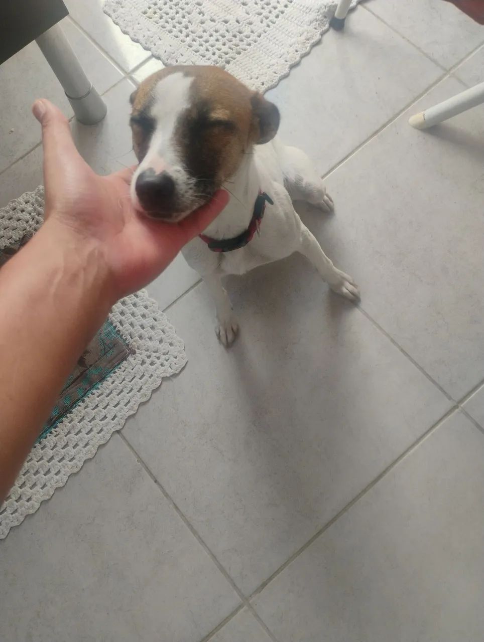 Doando cachorro  - Foto 2