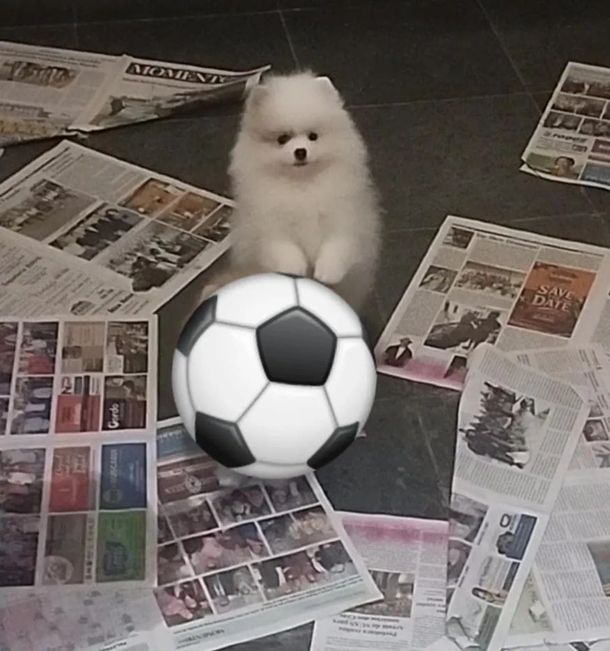 Machinhos branco de Spitz 