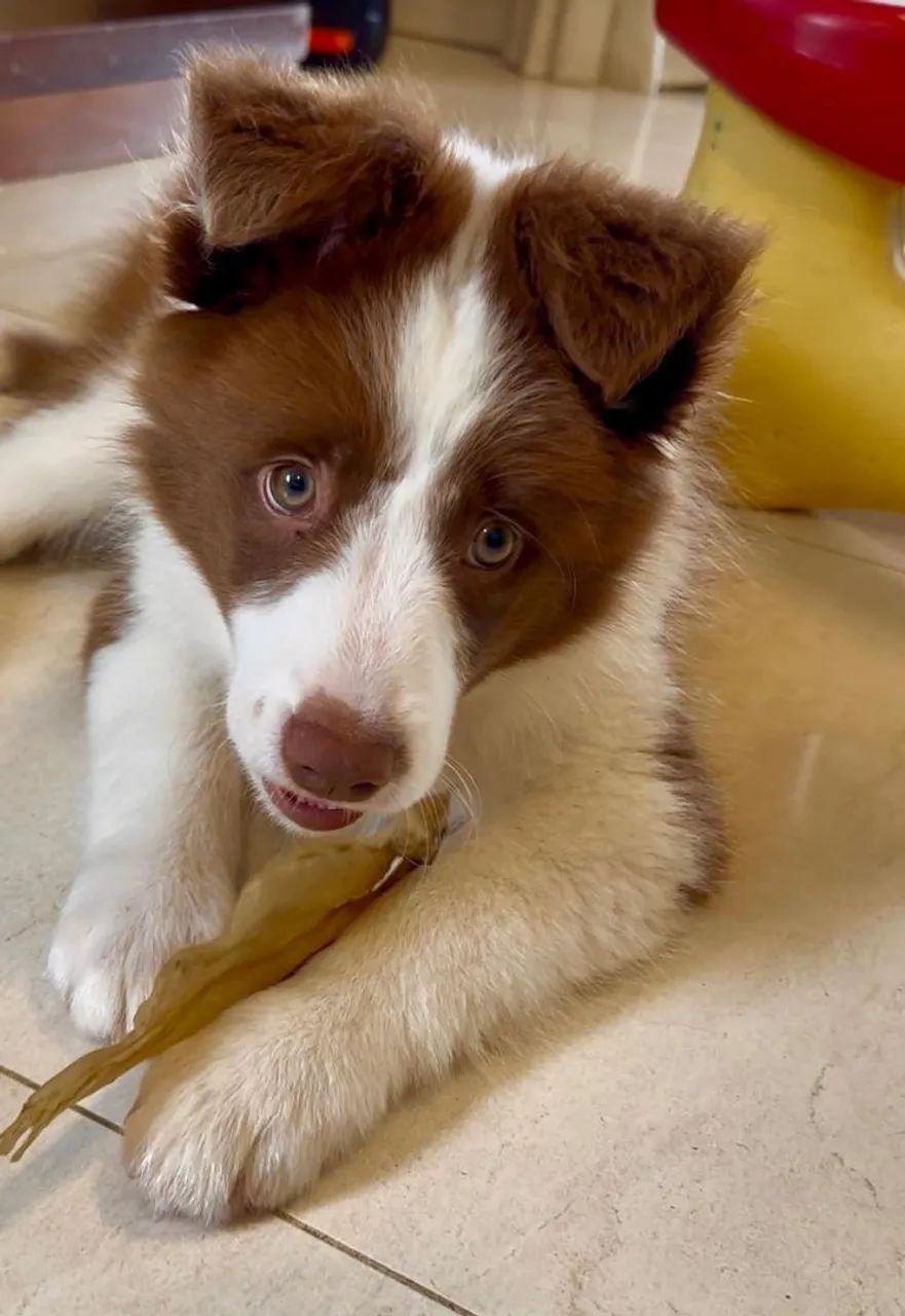 Border Collie 