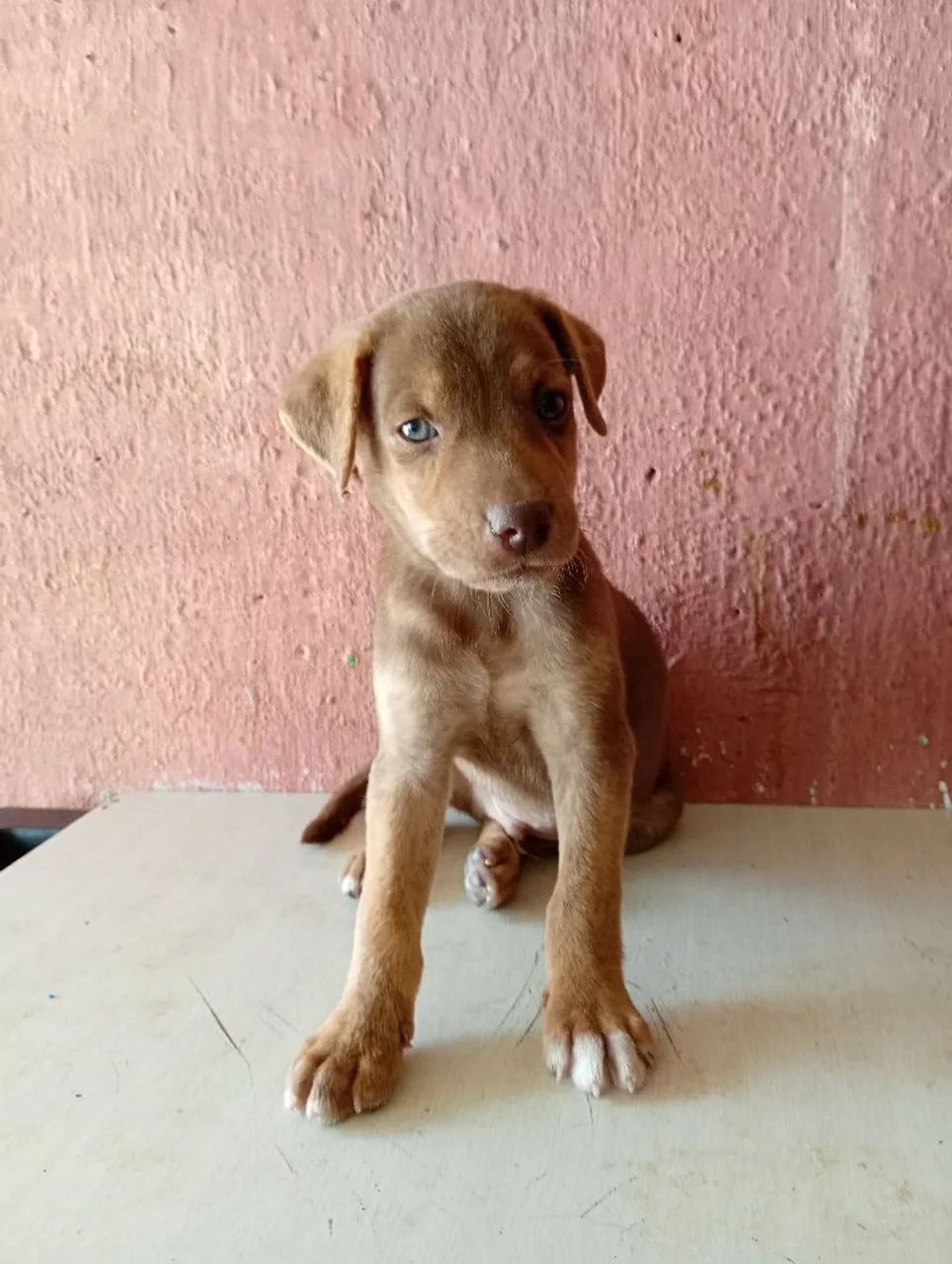 Doação Responsável  - Foto 4