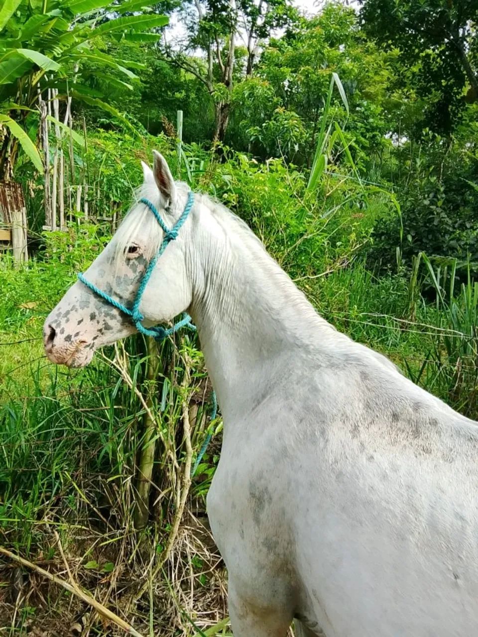 Égua com muita energia 