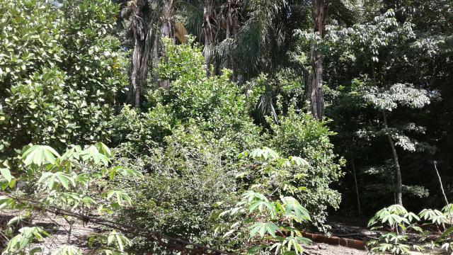 Ótima oportunidade vende ou troca propriedade, (chacara),. tem escritura ok,, - Foto 2