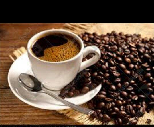 Mudas de cafe