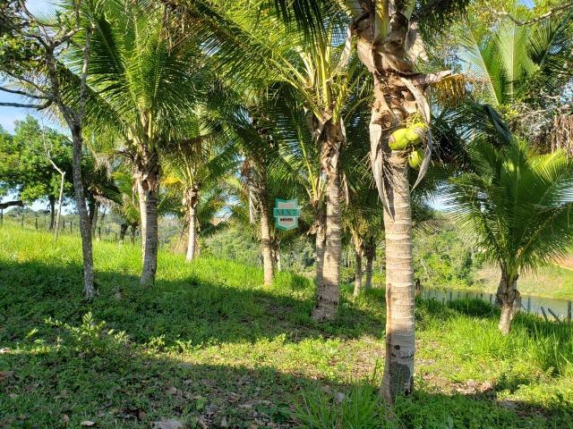 Ubaitaba. Fazenda com 140 Hectares. Mista de cacau e gado - Foto 19