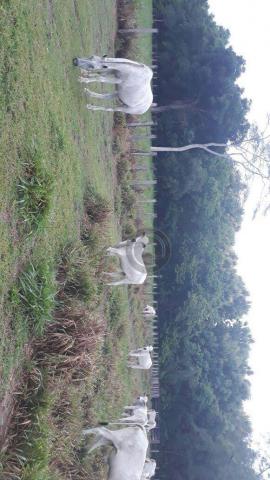 Chacara 40 hectares em mimoso - Foto 15
