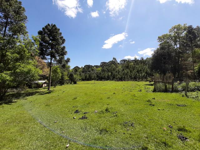 Chácara de 5.3 Alqueires com Pínus e Eucalipto . Guairacá- Guarapuava PR - Foto 4