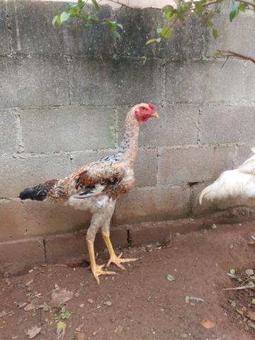 Frango