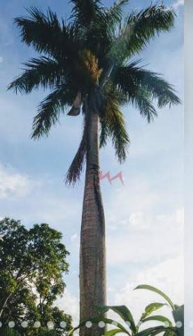 Chácara com 2 quartos à venda, 3200 m² por r$ 500.000 - pindobas - maricá/rj - Foto 6